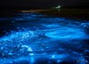 Bioluminescence lighting up the water