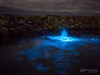 Bioluminescence in the water at Primrose Sands