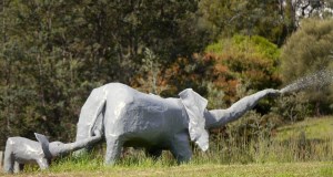 African Elephant 300X160