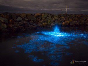 Bioluminescence at Primrose Sands