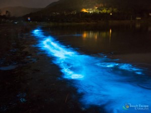 Bioluminescence at Eaglehawk neck