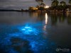 Bioluminescence at Primrose Sands