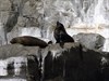 Seal colony on Tasman Island