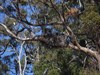 Sea eagle nest with the owner in the background