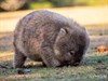 Up close and personal with a wombat