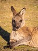 Kangaroo just lazing around