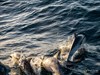 Dolphins playing around the boat