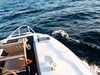 Dolphins playing around the boat