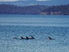 Dolphins frolicking in the bay