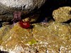 Rock pools offer abundant sea life