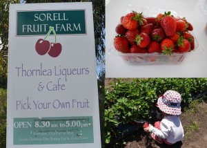 Sorellfruitfarm 300X214