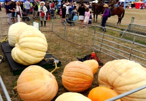 Huge pumpkins at the Bream Creek Show