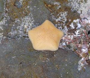 Live Bearing Sea Starfish